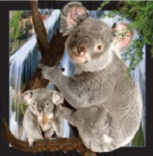 4d image wenskaart Koala